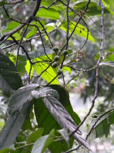 Prunus brachybotrya