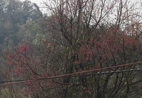 Prunus carmesina
