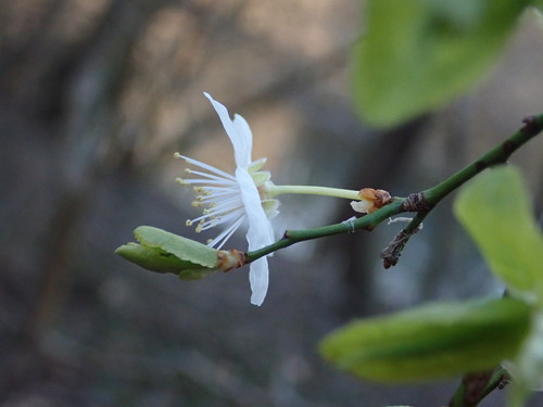 Prunus caspica