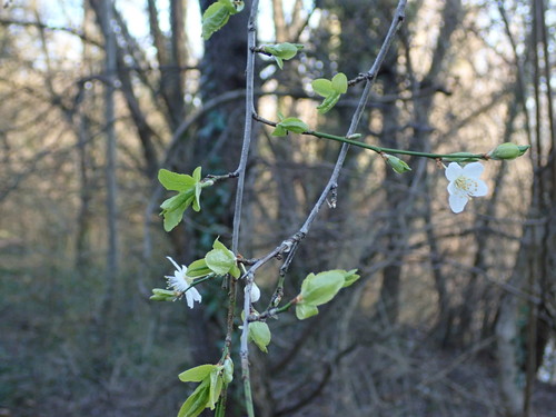 Prunus caspica