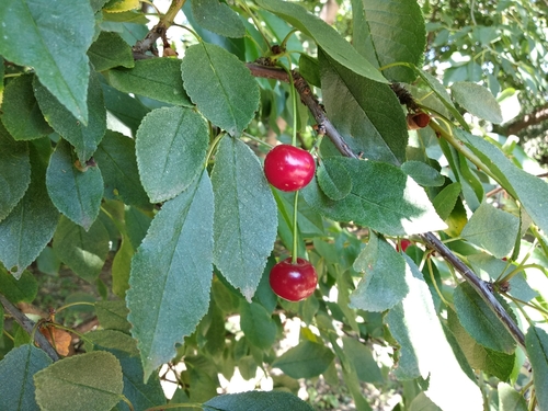 Prunus cerasus var. austera