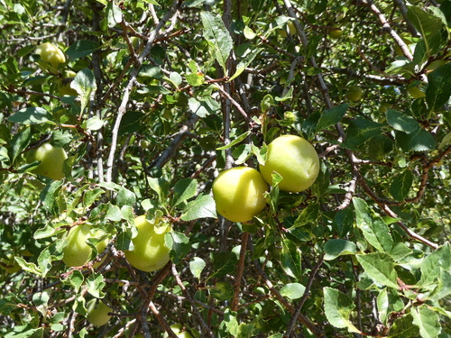 Prunus cocomilia