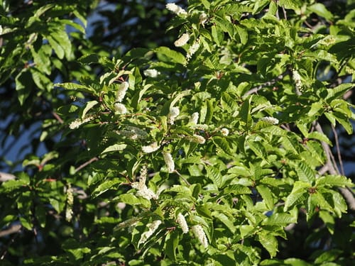 Prunus cornuta