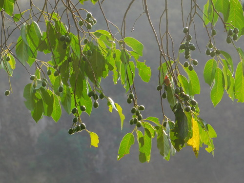 Prunus cortapico