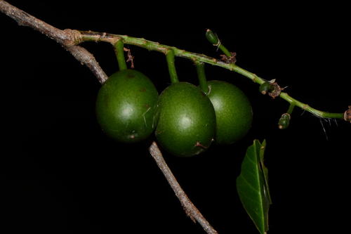 Prunus cortapico