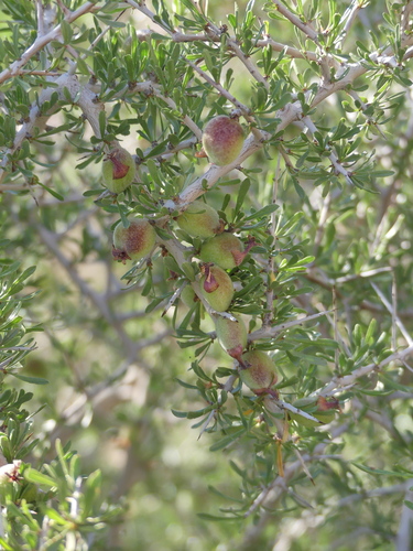 Prunus eburnea
