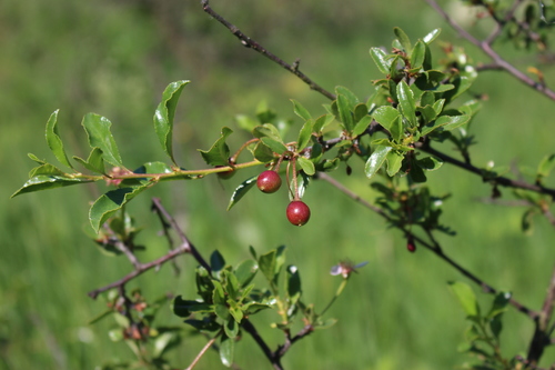 Prunus fruticosa