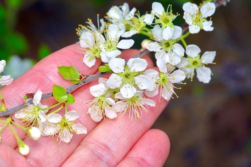 Prunus gracilis
