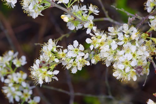 Prunus gracilis