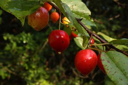 Prunus hortulana