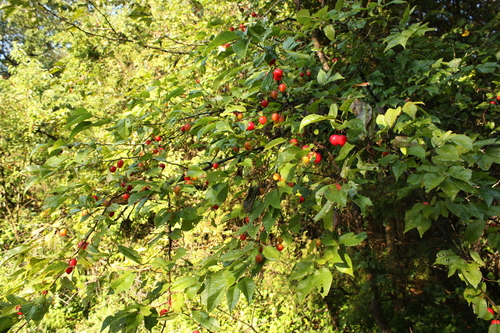 Prunus hortulana