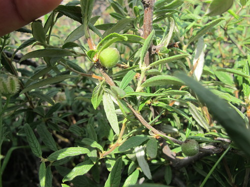 Prunus incana