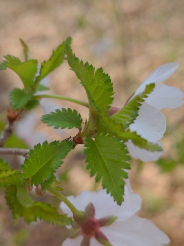 Prunus incisa