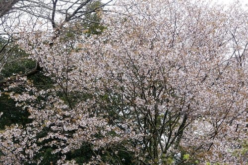Prunus jamasakura