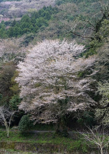 Prunus jamasakura