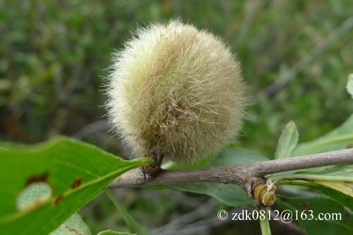 Prunus ledebouriana