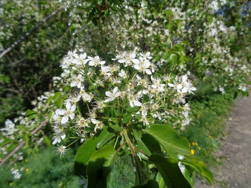 Prunus mahaleb