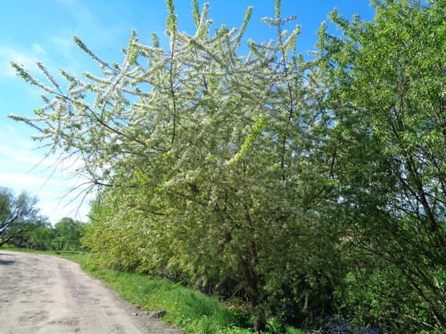 Prunus mahaleb