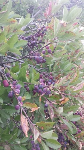Prunus maritima