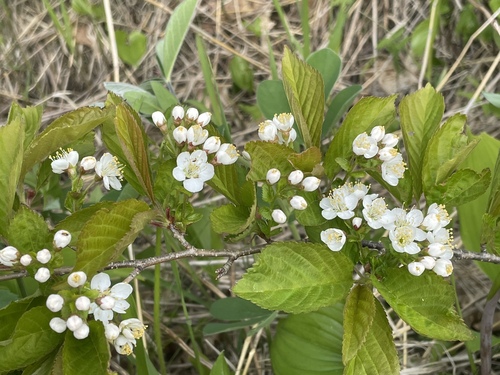 Prunus maximowiczii