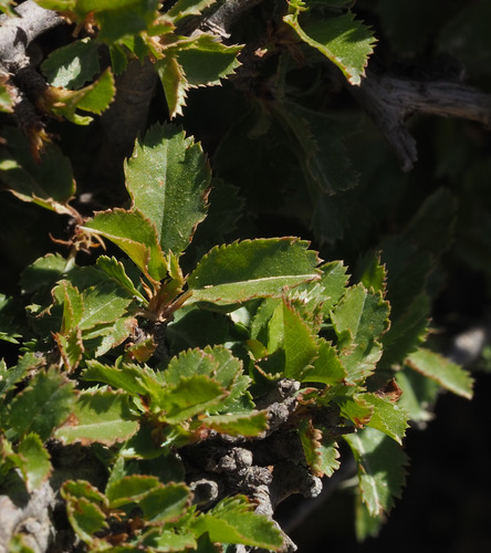 Prunus microcarpa