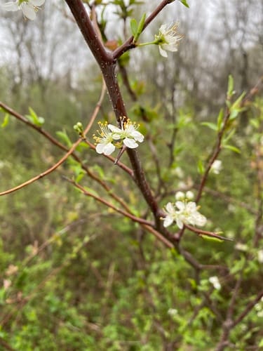 Prunus munsoniana