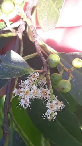 Prunus myrtifolia