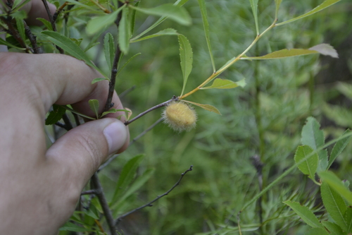 Prunus nana