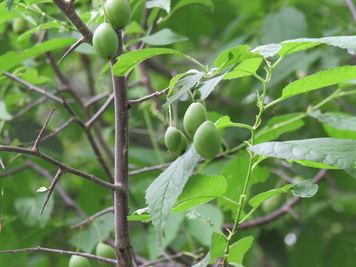 Prunus nigra