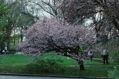 Prunus nipponica