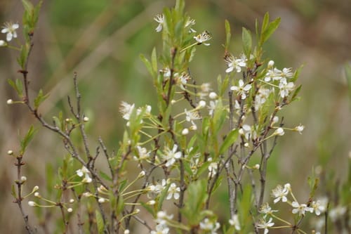 Prunus pumila