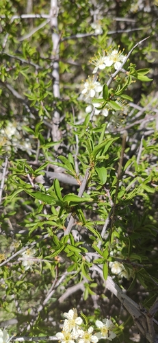 Prunus ramburii