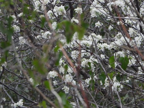 Prunus rivularis