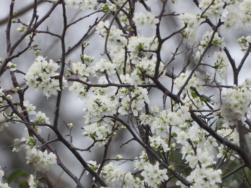 Prunus rivularis