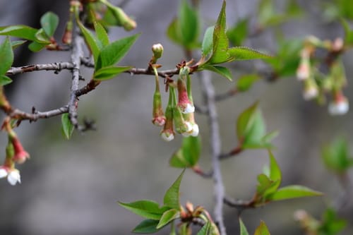 Prunus rufa