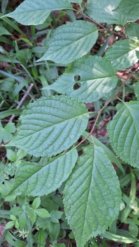 Prunus sargentii