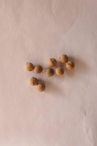 Prunus sellowii