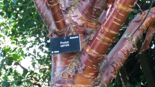 Prunus serrula