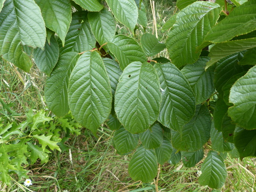 Prunus serrulata