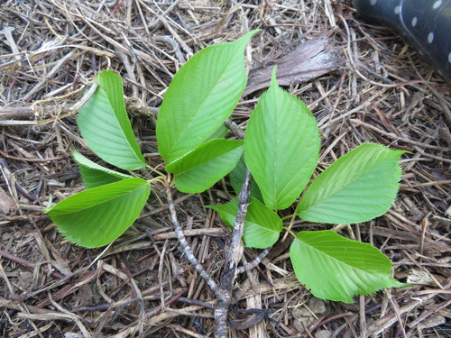 Prunus serrulata