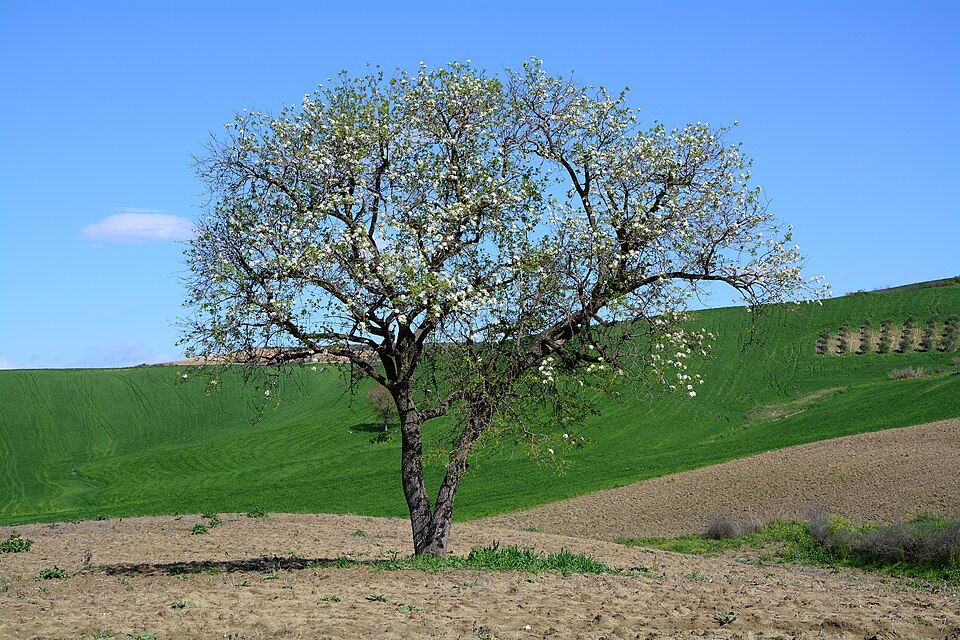Prunus sp
