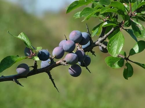 Prunus spinosa
