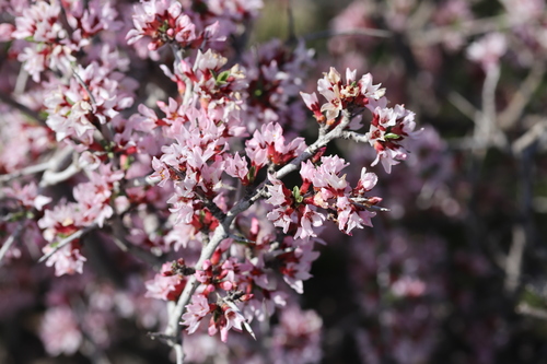 Prunus spinosissima