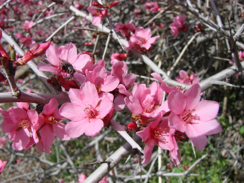 Prunus spinosissima