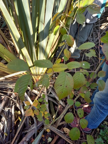 Prunus subhirtella