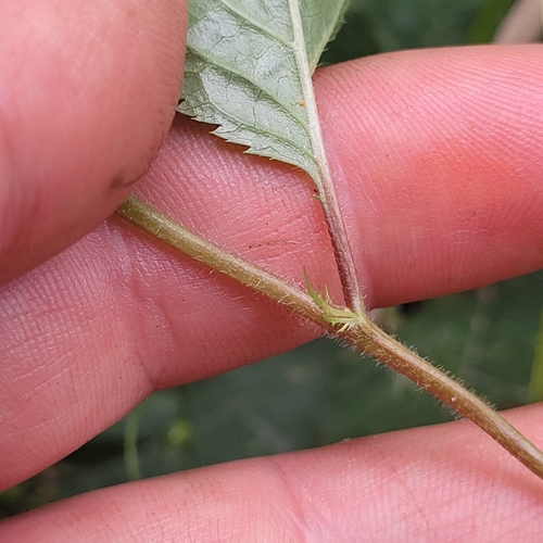 Prunus subhirtella