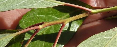 Prunus susquehanae