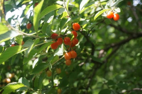 Prunus tomentosa