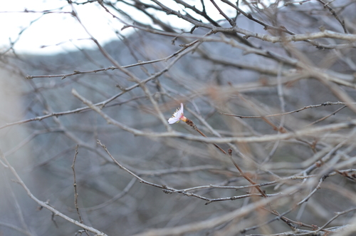 Prunus ulmifolia