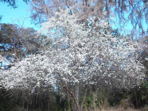 Prunus umbellata
